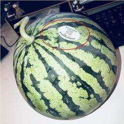 涉县网红吃瓜,揭秘网络红人的幕后故事