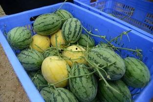 网红吃瓜群靠什么盈利了,揭秘其盈利之道